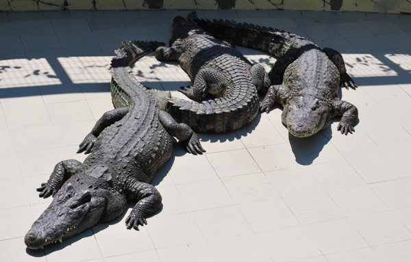 Крокодиловая ферма в Архипо-Осиповке