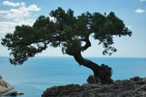 сосна Пицундская