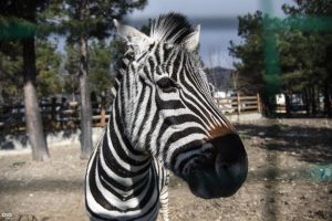 Сафари-парк в Геленджике